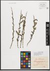 Foto von Salix purpurea L.